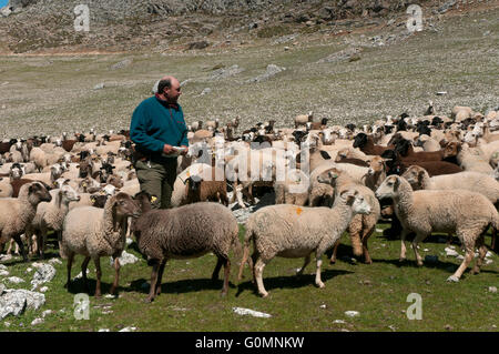 Schafe der Rasse Lojeña, Loja Bergen, Provinz Granada, Region von Andalusien, Spanien, Europa Stockfoto