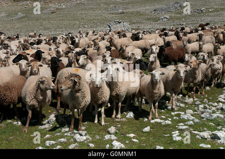 Schafe der Rasse Lojeña, Loja Bergen, Provinz Granada, Region von Andalusien, Spanien, Europa Stockfoto