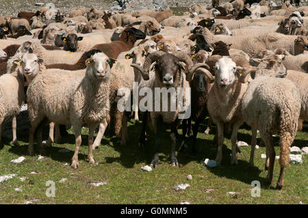 Schafe der Rasse Lojeña, Loja Bergen, Provinz Granada, Region von Andalusien, Spanien, Europa Stockfoto