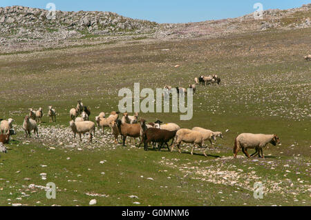 Schafe der Rasse Lojeña, Loja Bergen, Provinz Granada, Region von Andalusien, Spanien, Europa Stockfoto