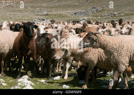 Schafe der Rasse Lojeña, Loja Bergen, Provinz Granada, Region von Andalusien, Spanien, Europa Stockfoto