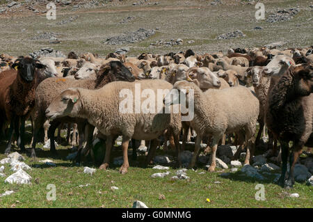 Schafe der Rasse Lojeña, Loja Bergen, Provinz Granada, Region von Andalusien, Spanien, Europa Stockfoto