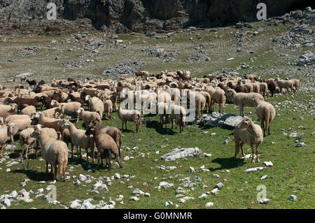 Schafe der Rasse Lojeña, Loja Bergen, Provinz Granada, Region von Andalusien, Spanien, Europa Stockfoto