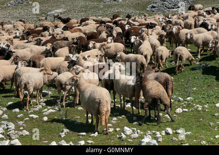 Schafe der Rasse Lojeña, Loja Bergen, Provinz Granada, Region von Andalusien, Spanien, Europa Stockfoto