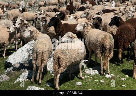 Schafe der Rasse Lojeña, Loja Bergen, Provinz Granada, Region von Andalusien, Spanien, Europa Stockfoto