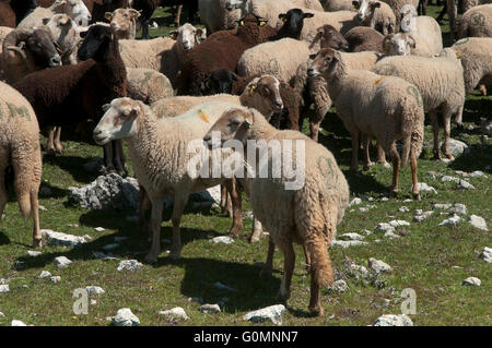 Schafe der Rasse Lojeña, Loja Bergen, Provinz Granada, Region von Andalusien, Spanien, Europa Stockfoto