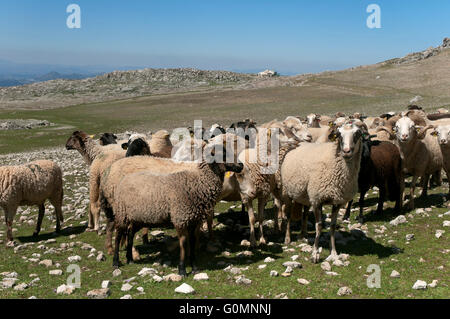 Schafe der Rasse Lojeña, Loja Bergen, Provinz Granada, Region von Andalusien, Spanien, Europa Stockfoto