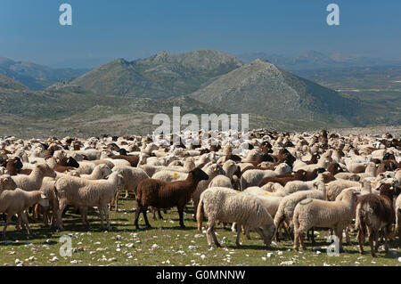 Schafe der Rasse Lojeña, Loja Bergen, Provinz Granada, Region von Andalusien, Spanien, Europa Stockfoto