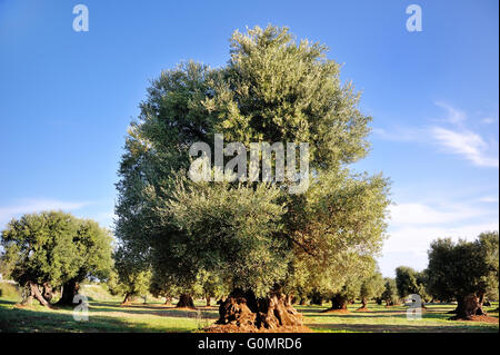 alten weltlichen Olivenbaum in der Gegend von Apulien, Süditalien Stockfoto