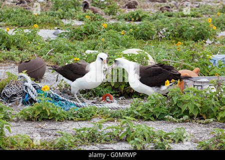 Laysan Albatrosse (Phoebastria immutabilis) Paar umwerben zwischen marinen Ablagerungen einschließlich Seile, Fischernetze, und Kunststoff an Land auf Midway Atoll gewaschen Stockfoto