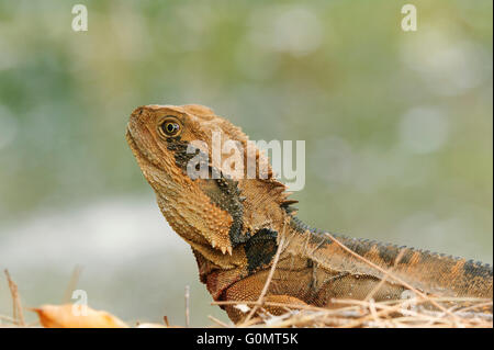 Östlichen Water Dragon (Physignathus Lesueurii), Australien Stockfoto