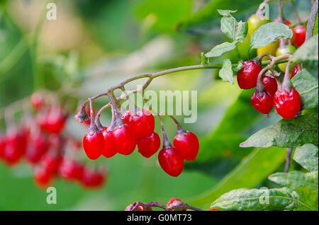 Bittersüsser Nachtschatten - Bittersüße Nachtschatten 01 Stockfoto