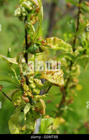 Kräuselkrankheit - Leaf Curl 10 Stockfoto