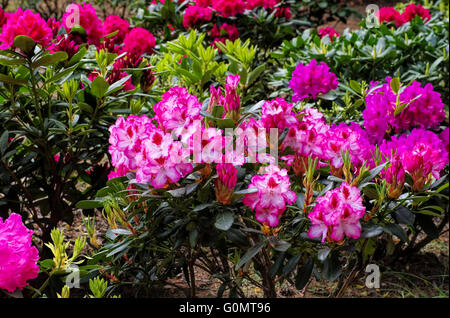 Rhododendron Im Frühling - viele Rhododendron-Pflanzen im Frühjahr Stockfoto