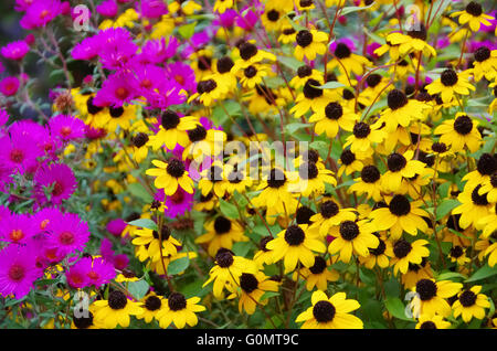 Sonnenhut Und Astern - Black-Eyed Susan und Aster 01 Stockfoto