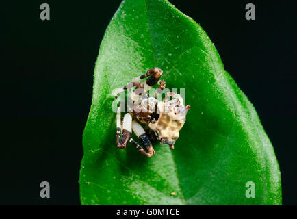 Vogel-Dropping Spider (Celaenia Excavata früher Celaenia Kinbergi), New-South.Wales, Australien Stockfoto