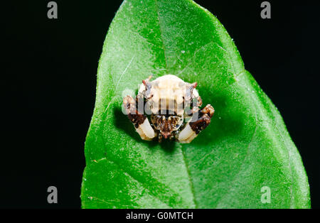 Vogel-Dropping Spider (Celaenia Excavata früher Celaenia Kinbergi), New-South.Wales, Australien Stockfoto