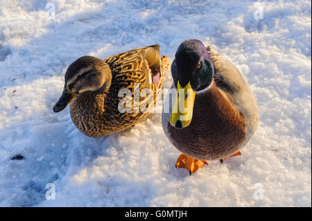 Stockente (Anas Platyrhynchos) und Drake im Schnee in Garstang Lancashire UK Stockfoto