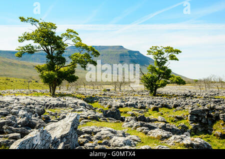 Kalkstein Narben unter Ingleborough in der Yorkshire Dales Nationalpark Englands Stockfoto