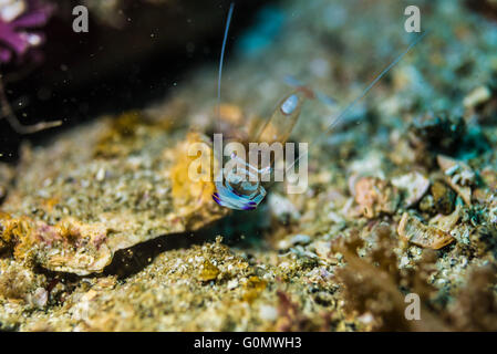 Putzergarnelen. Wissenschaftlicher Name: Ancylomenes Magnificus (Bruce, 1979). bei der Reinigungsstation, Owase, Mie, Japan. Tiefe 20m Stockfoto