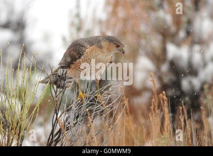 Coopers Hawk Jagd in den späten Frühlingsschnee im Seedskadee National Wildlife Refuge 26. April 2016 in Sweetwater County, Wyoming. Stockfoto