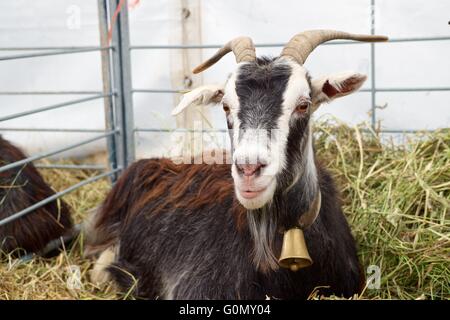 Nahaufnahme einer Ziege. Stockfoto