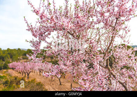 Blühende Mandelbäume. Alicante, Costa Blanca. Spanien Stockfoto