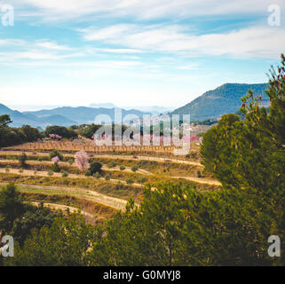 Blühende Mandelbäume. Alicante, Costa Blanca. Spanien Stockfoto