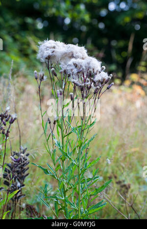 Kanadische Distel (Cirsium Arvense) Stockfoto