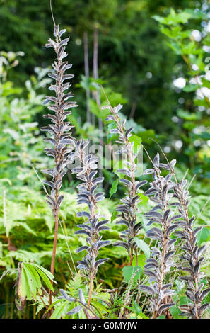 Großer-blättrig Lupine (Lupinus Polyphyllus) Stockfoto