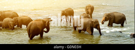 Herde von großen Elefanten Baden in einem Fluss Stockfoto