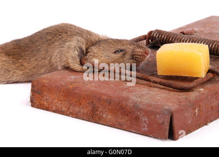 Mausefallen Sie mit toten Maus isoliert auf weiss Stockfoto