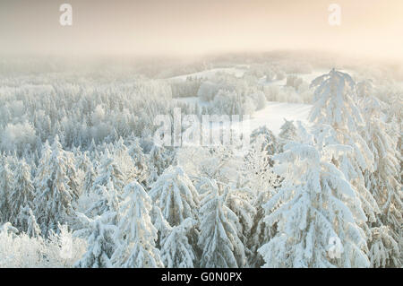 Verschneiten Wald im Nebel Stockfoto