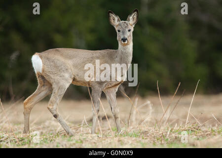 Reh Stockfoto