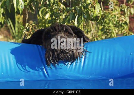 Großer schwarzer Schnauzer Hund mit dem Kopf auf der Kante des aufblasbaren Pools. Stockfoto