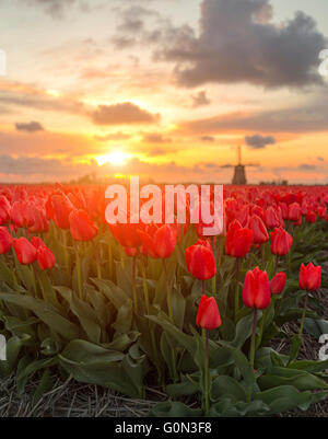 Schöner Sonnenuntergang durch die Tulpenfelder in Holland im Frühling Stockfoto