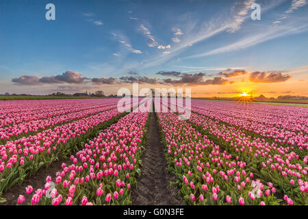 Schöner Sonnenuntergang durch die Tulpenfelder in Holland im Frühling Stockfoto