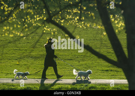 Eine Frau geht ihren beiden weißen Hunden in der Sonne Stockfoto