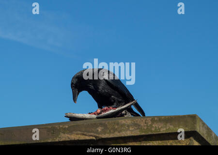 Eine Krähe frisst eine Taube in London Stockfoto