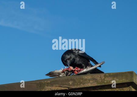 Eine Krähe frisst eine Taube in London Stockfoto