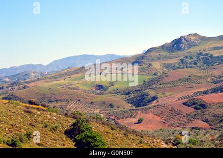 Gesehen auf die Kulturen der Olivenbäume mit Hügeln und Felsen. Stockfoto