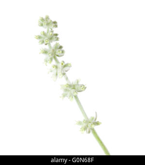 Flora von Gran Canaria - Sideritis Dasygnaphala, Bergtee endemisch auf der Insel auf weißem Hintergrund Stockfoto