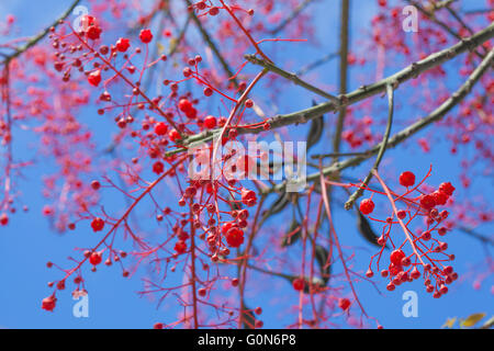 Brachychiton Acerifolius, Illawarra Flame Tree Flowersnatural floraler Hintergrund Stockfoto