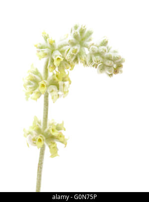 Flora von Gran Canaria - Sideritis Dasygnaphala, medizinische "Bergtee" Pflanze endemisch auf der Insel auf weißem Hintergrund Stockfoto
