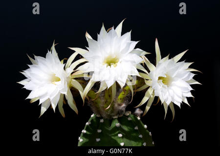 Kaktus Echinopsis Subdenudata mit drei weißen Blüten auf schwarzem Hintergrund Stockfoto