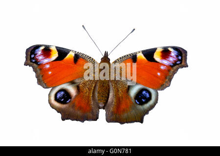 Tagpfauenauge (Aglais Io) auf weißem Hintergrund, isoliert Stockfoto