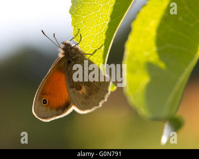 Schmetterling Dusky Wiese Braun (Hyponephele LYKAON) auf Blatt und wieder Sonnenlicht Stockfoto