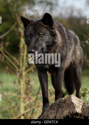 Einschüchternd schwarzen Wolf auf einem Baumstamm Stockfoto