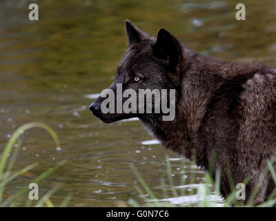 Profilansicht eines schwarzen Wolfs mit Wasser als Hintergrund Stockfoto