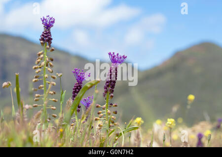 Flora von Gran Canaria, blühende Leopoldia Comosa Quaste Hyazinthe Stockfoto